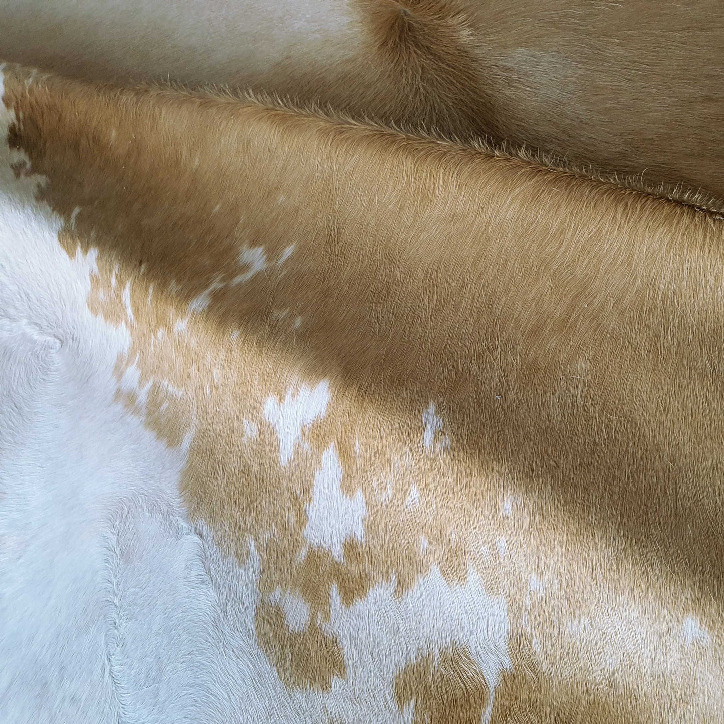 Palomino and White Brazilian Cowhide Rug: XXL
