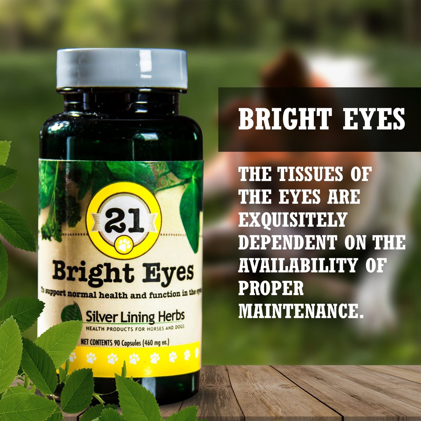 21 Bright Eyes for Canines