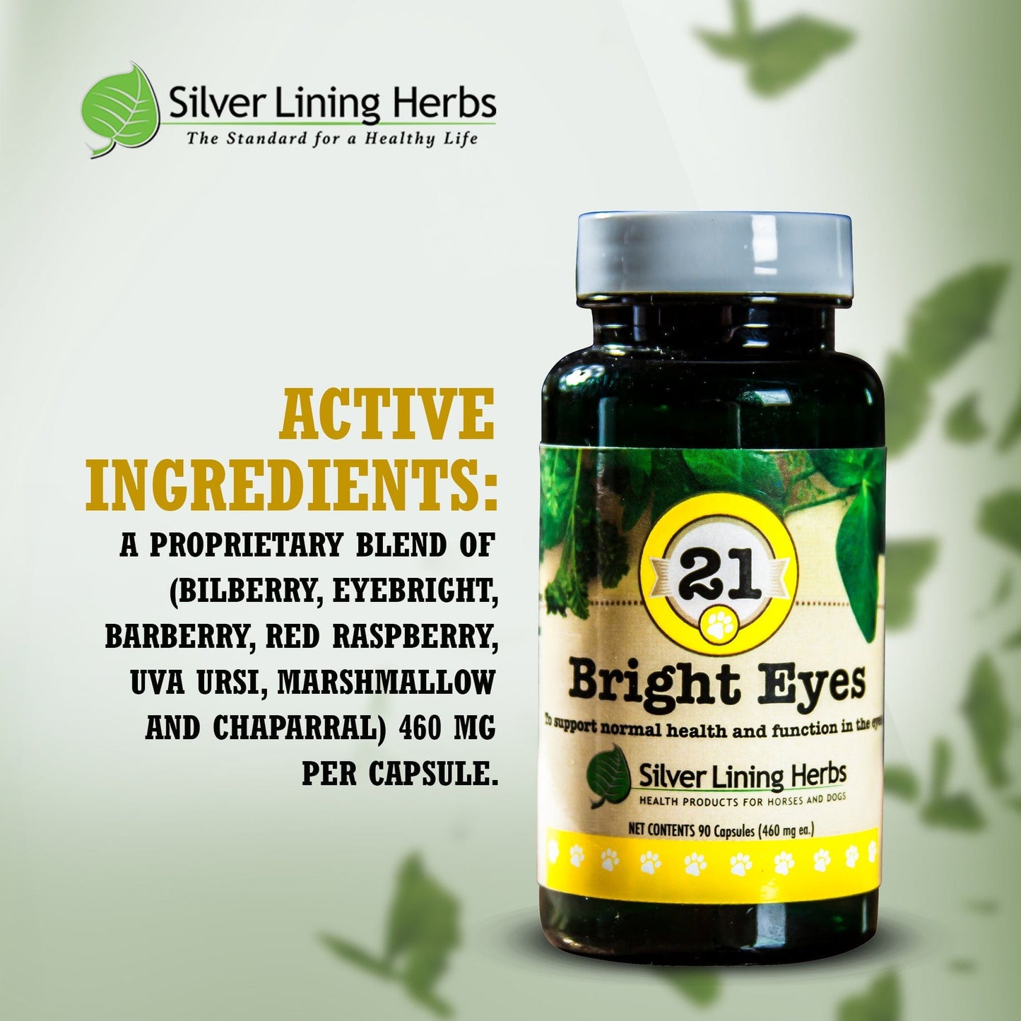 21 Bright Eyes for Canines
