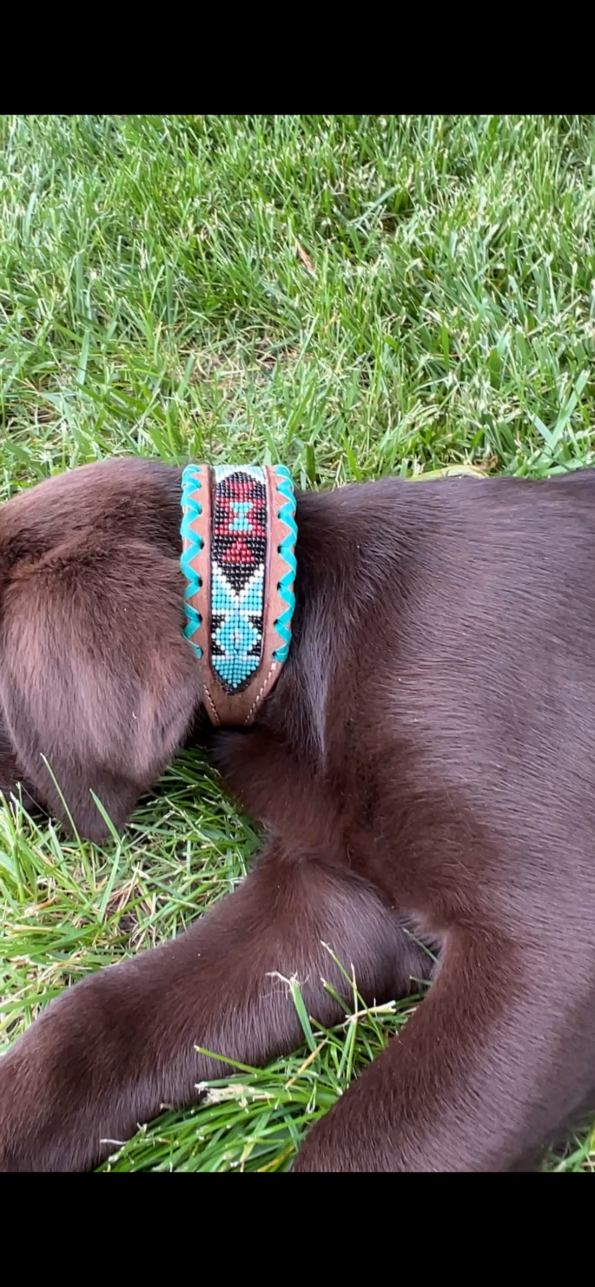 Genuine leather dog collar with teal, white, and burgundy beaded inlay design, a rawhide wrapped edge