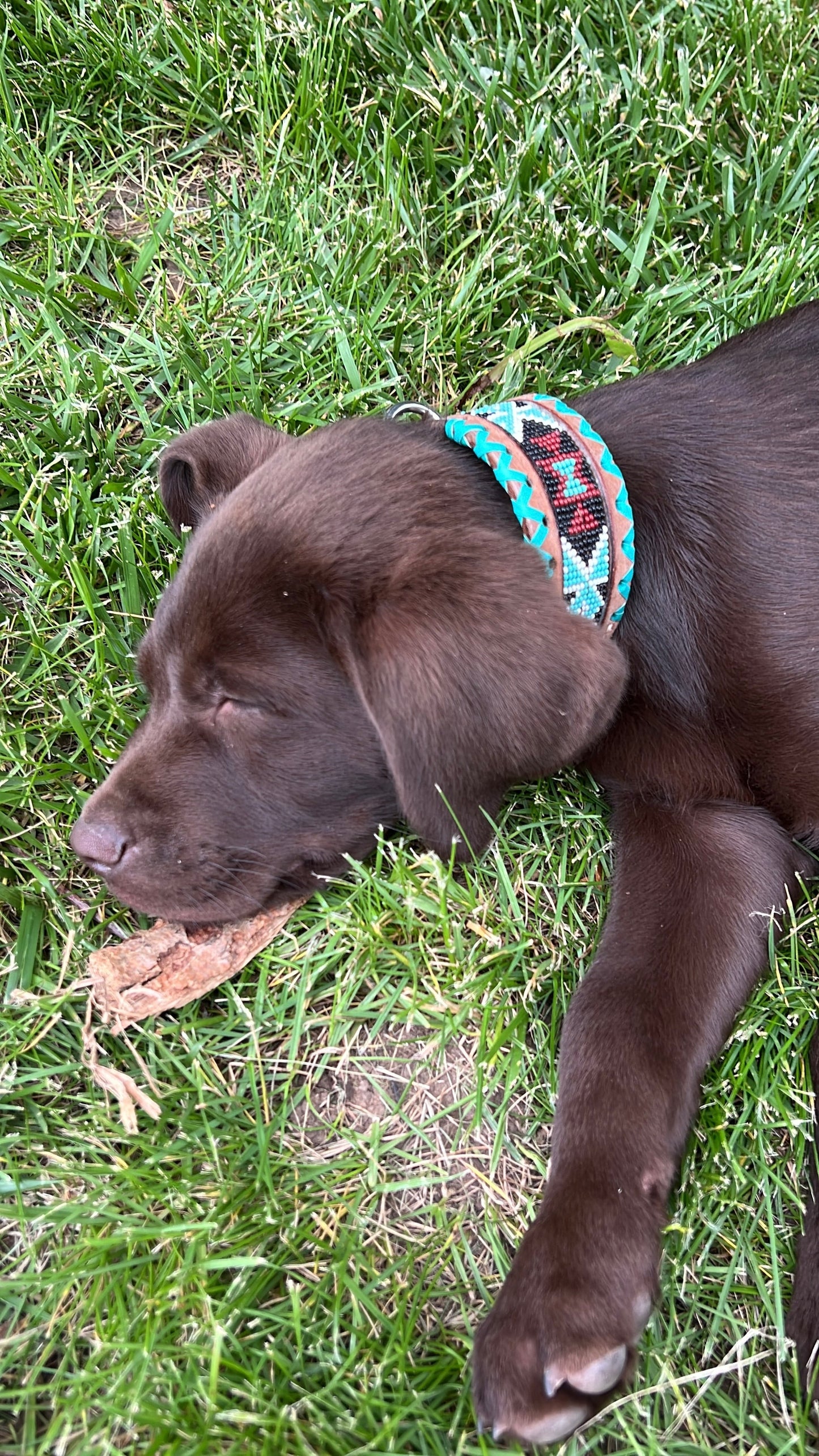 Genuine leather dog collar with teal, white, and burgundy beaded inlay design, a rawhide wrapped edge