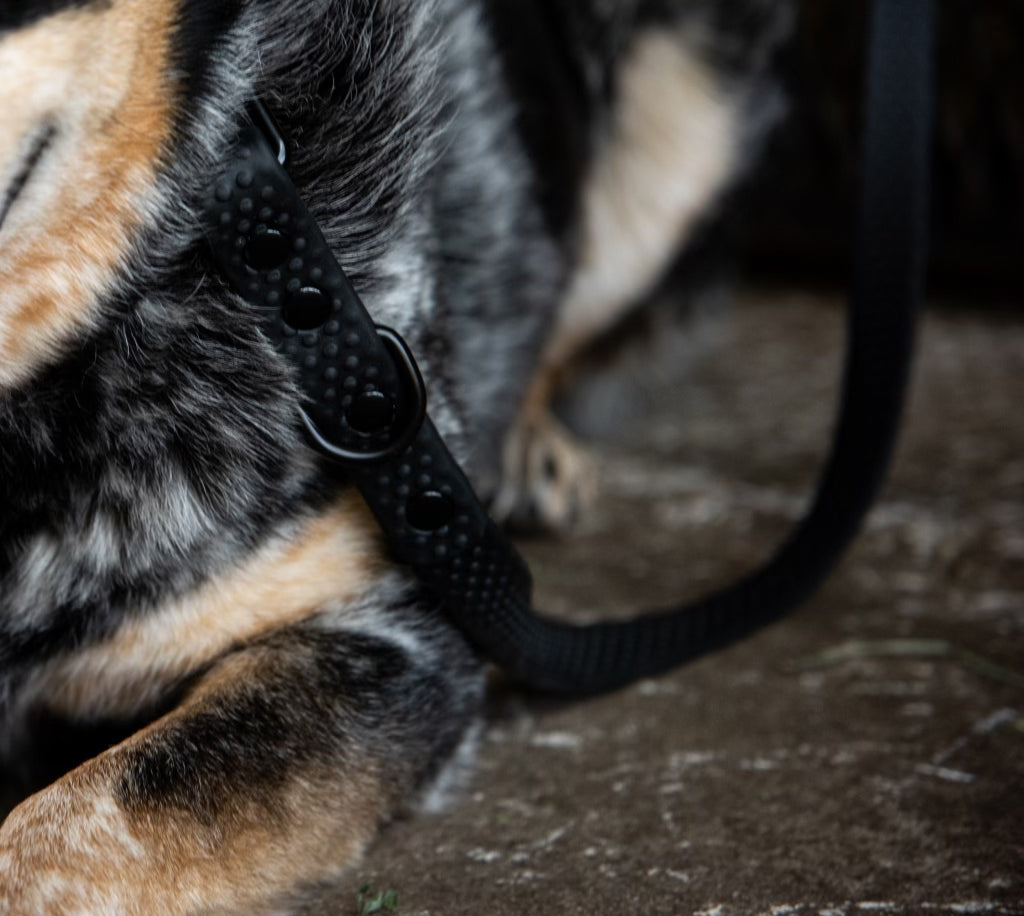 PRO4MANCE | Com4rt Grip Dog Leash