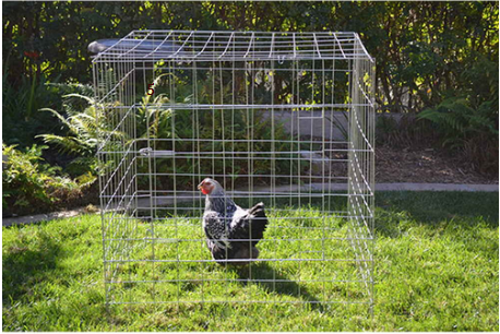 Square Cage - 40 IN (rascadero - 1 meter)