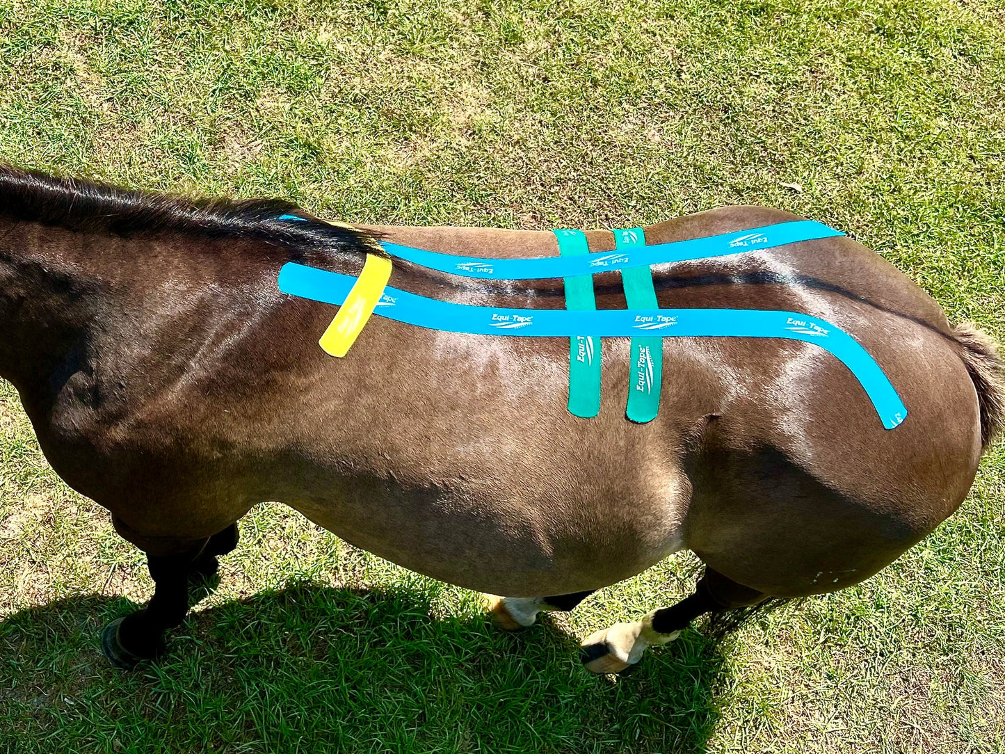 Equi-Tape® Advanced Education Package