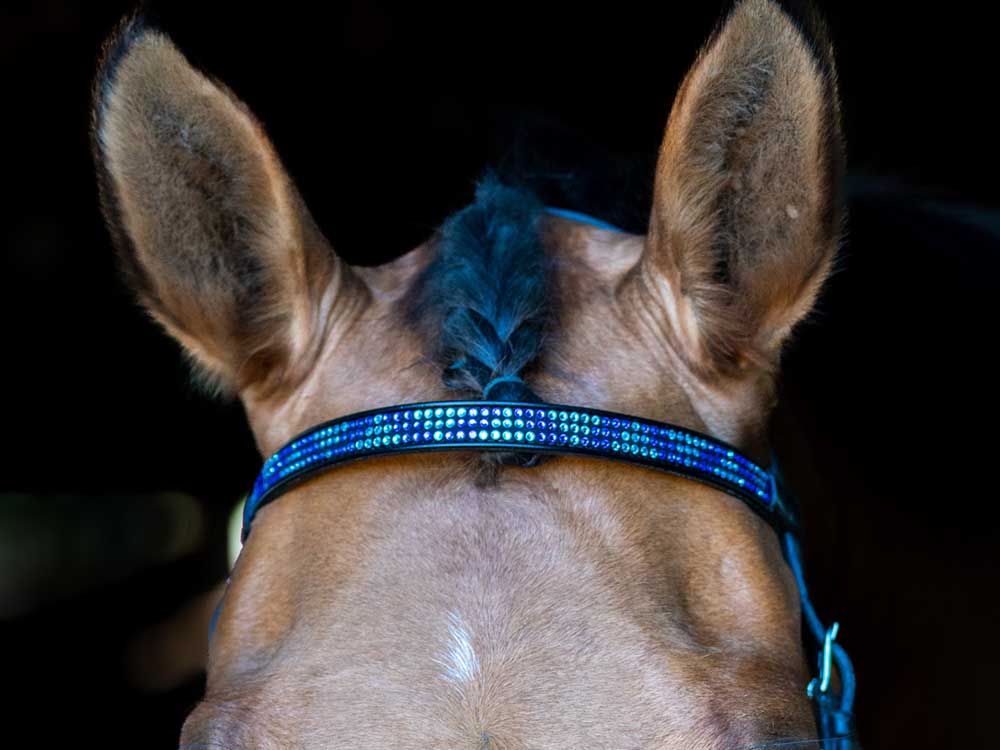 Blue Chevron Browband