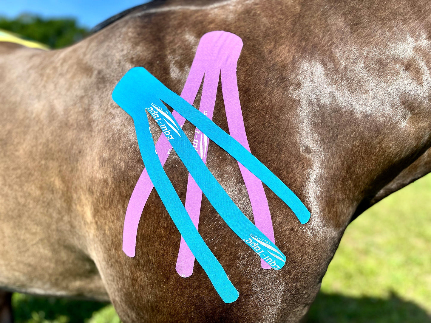 The Fundamentals of Equi-Taping® Online Course