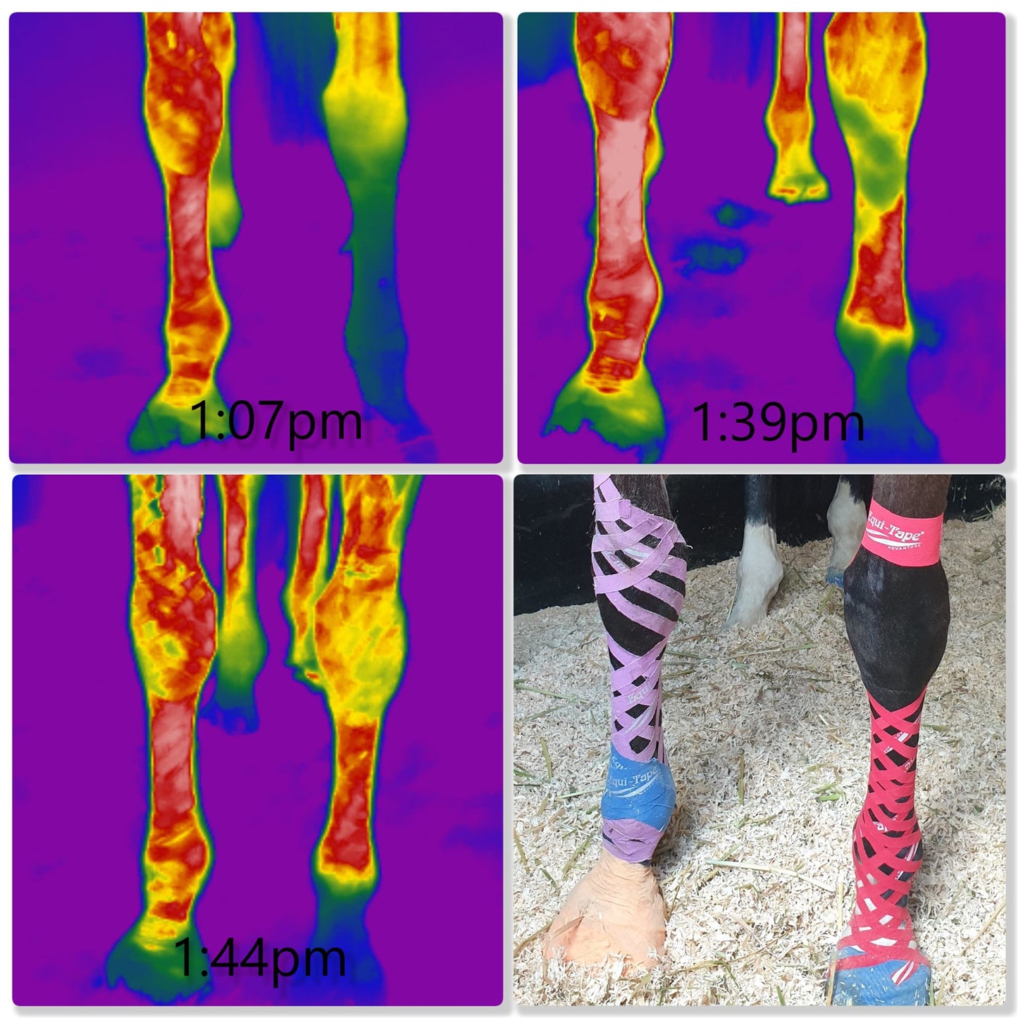 Equi-Tape® Fundamentals Course & Module Bundle