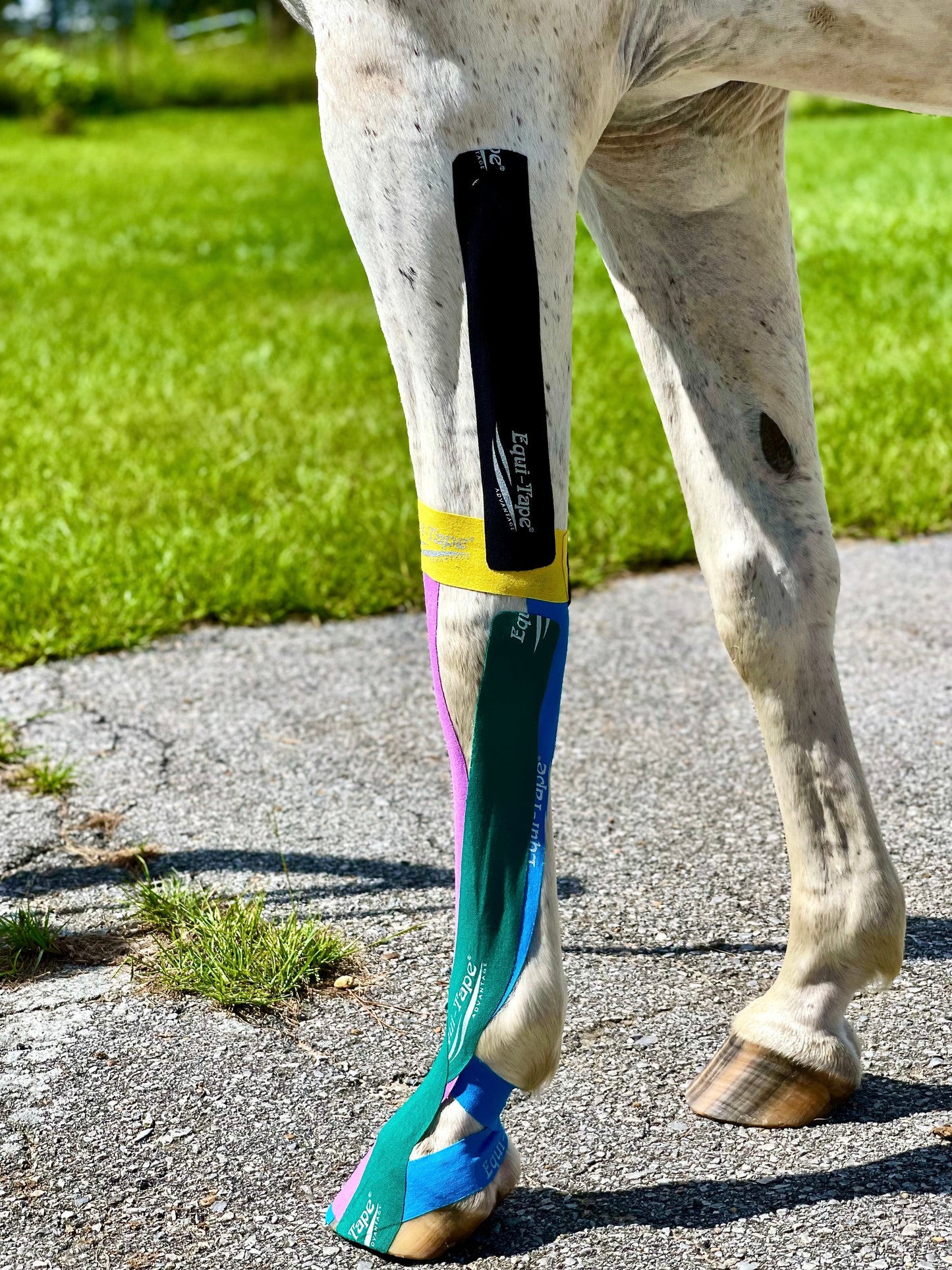 Equi-Tape® Advanced Education Package
