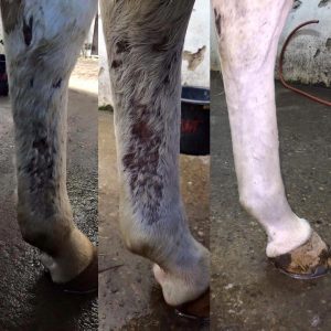 Cutix – Natural Skin Spray for Wounds, Cuts, Scrapes, Scratches & Irritations in Horses