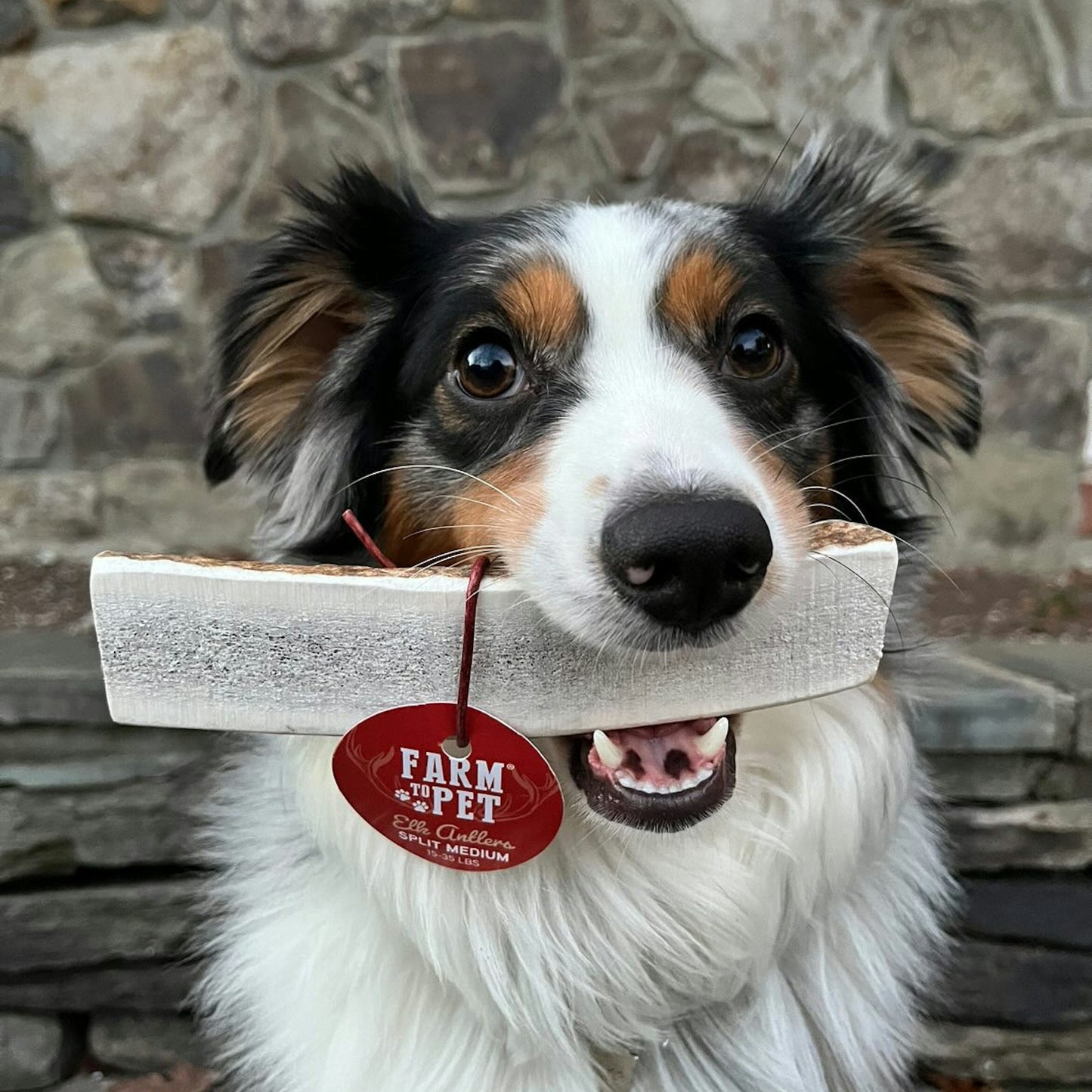 Split Elk Antlers for Dogs | All-Natural Antler Dog Chews