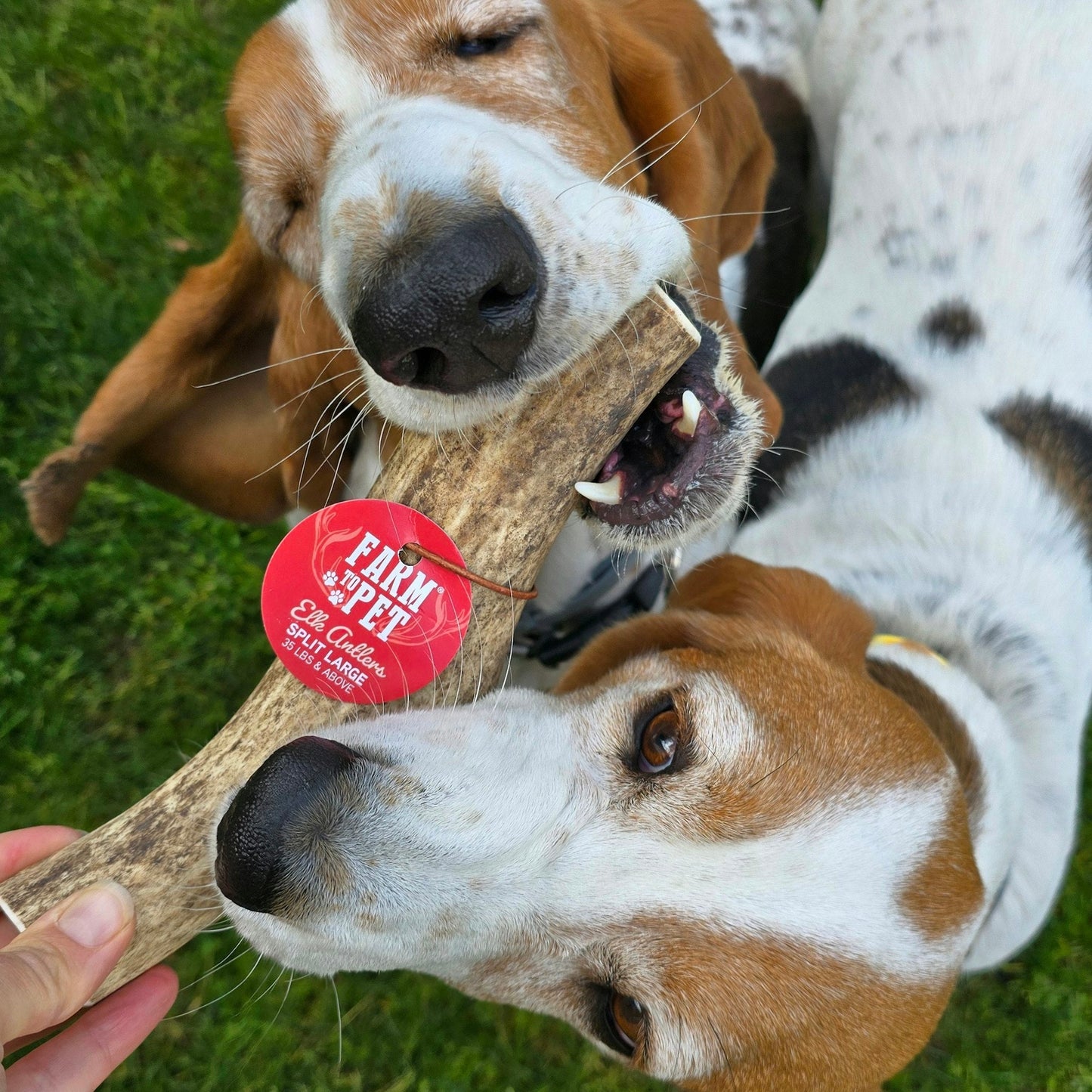 Split Elk Antlers for Dogs | All-Natural Antler Dog Chews