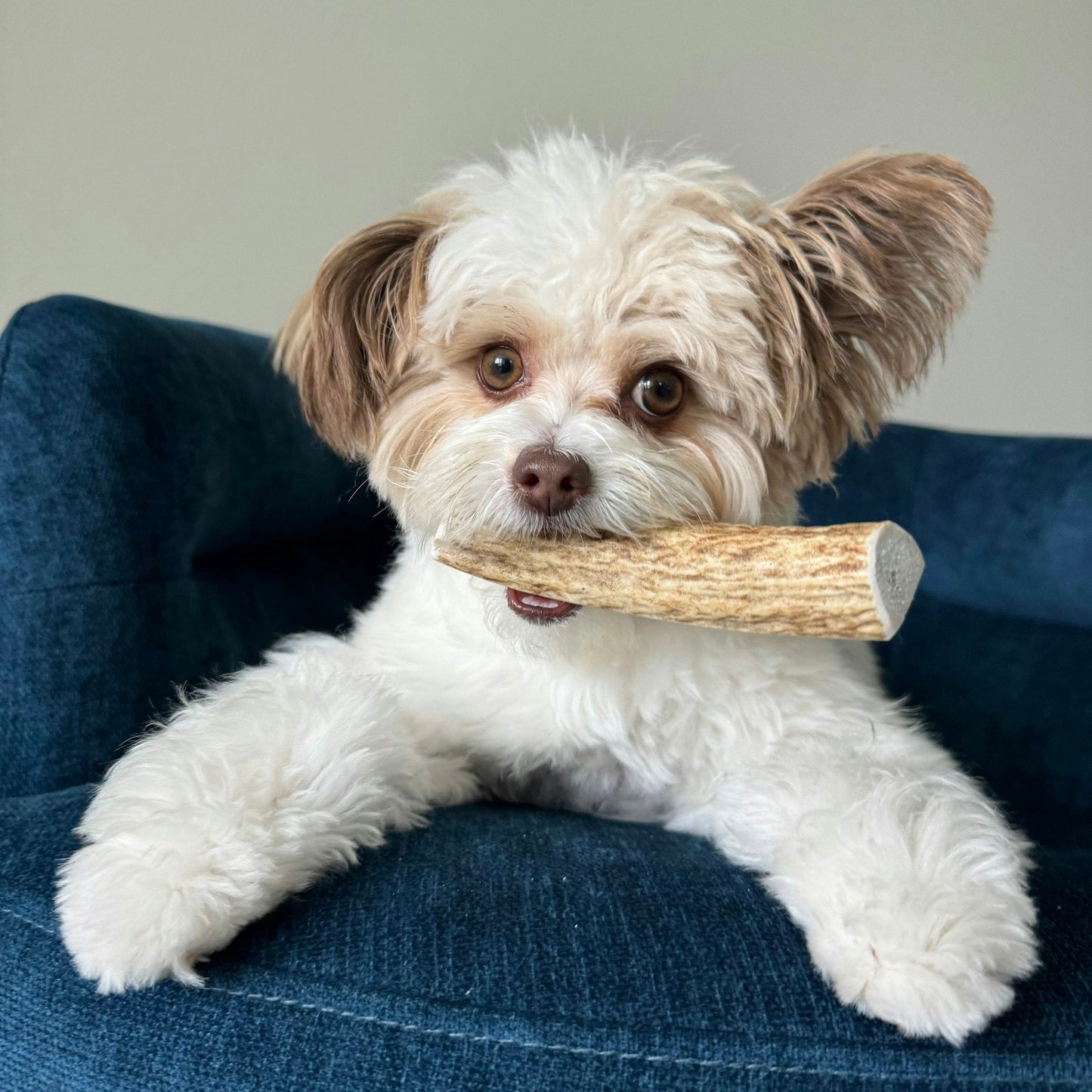 Split Elk Antlers for Dogs | All-Natural Antler Dog Chews