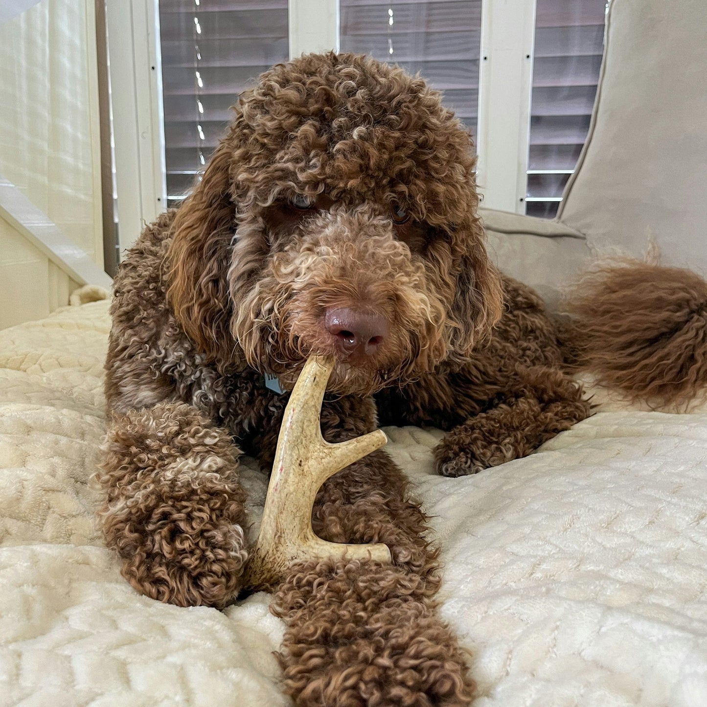 Deer Antler Dog Chews | Organic Antler Chews