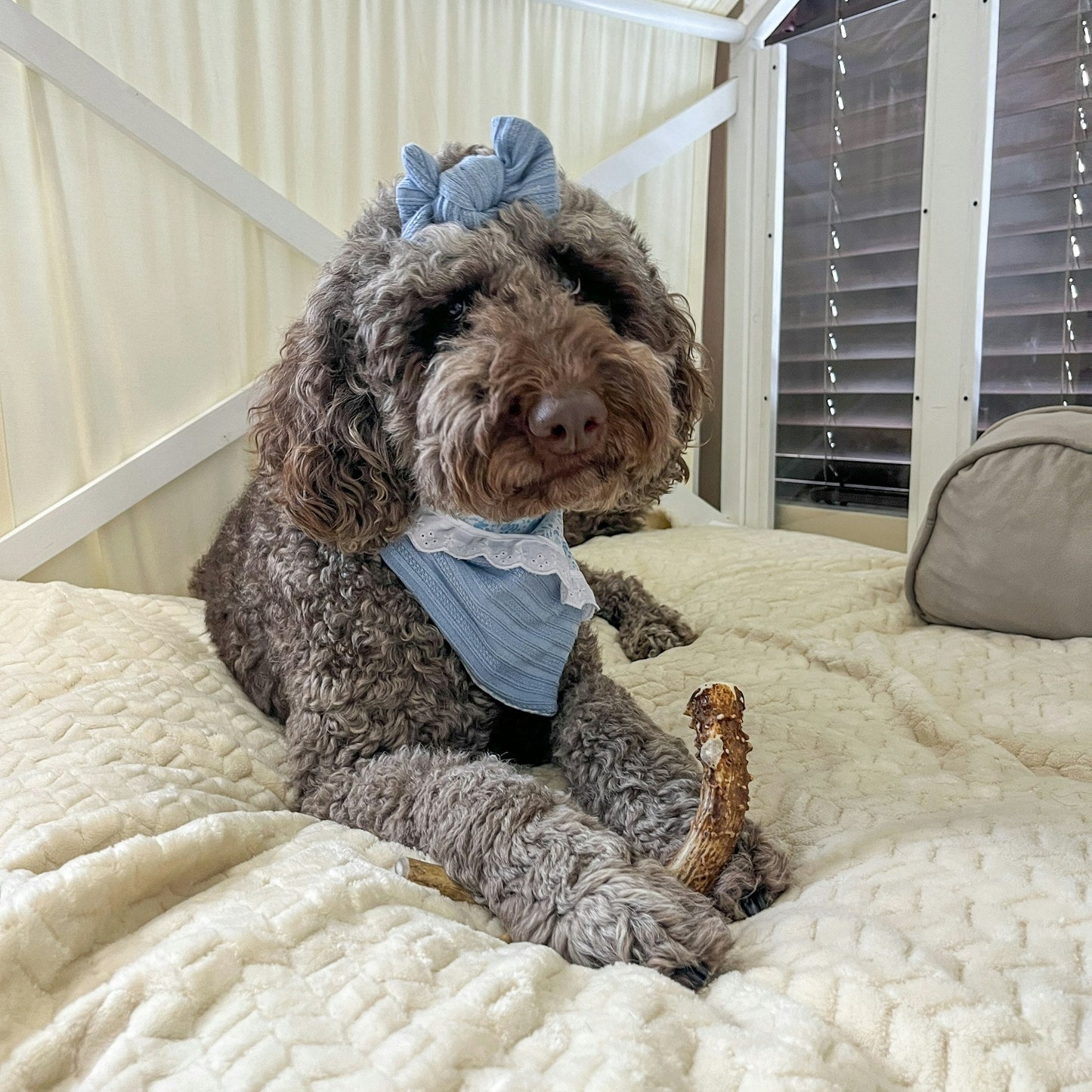 Deer Antler Dog Chews | Organic Antler Chews