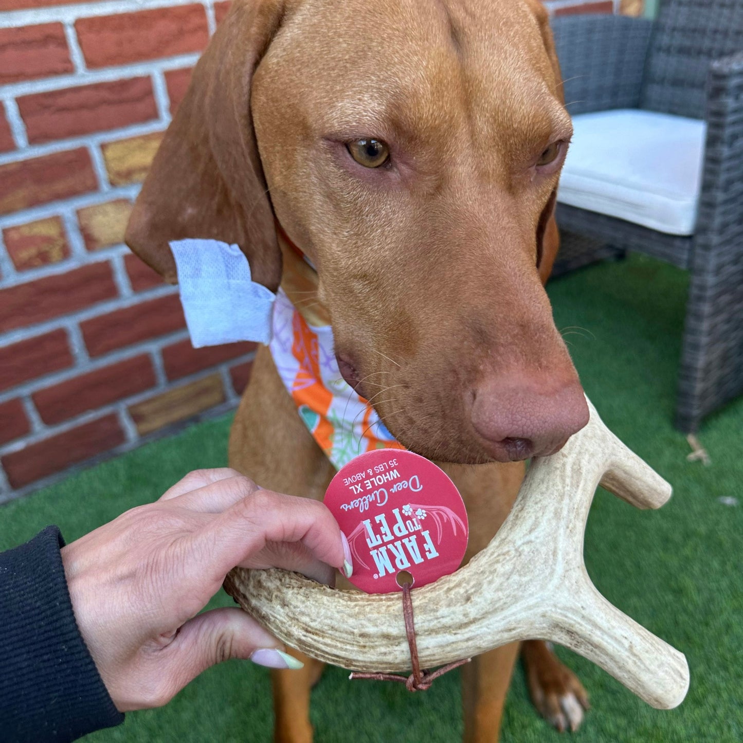 Deer Antler Dog Chews | Organic Antler Chews