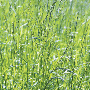 Annual Ryegrass - 50 lb