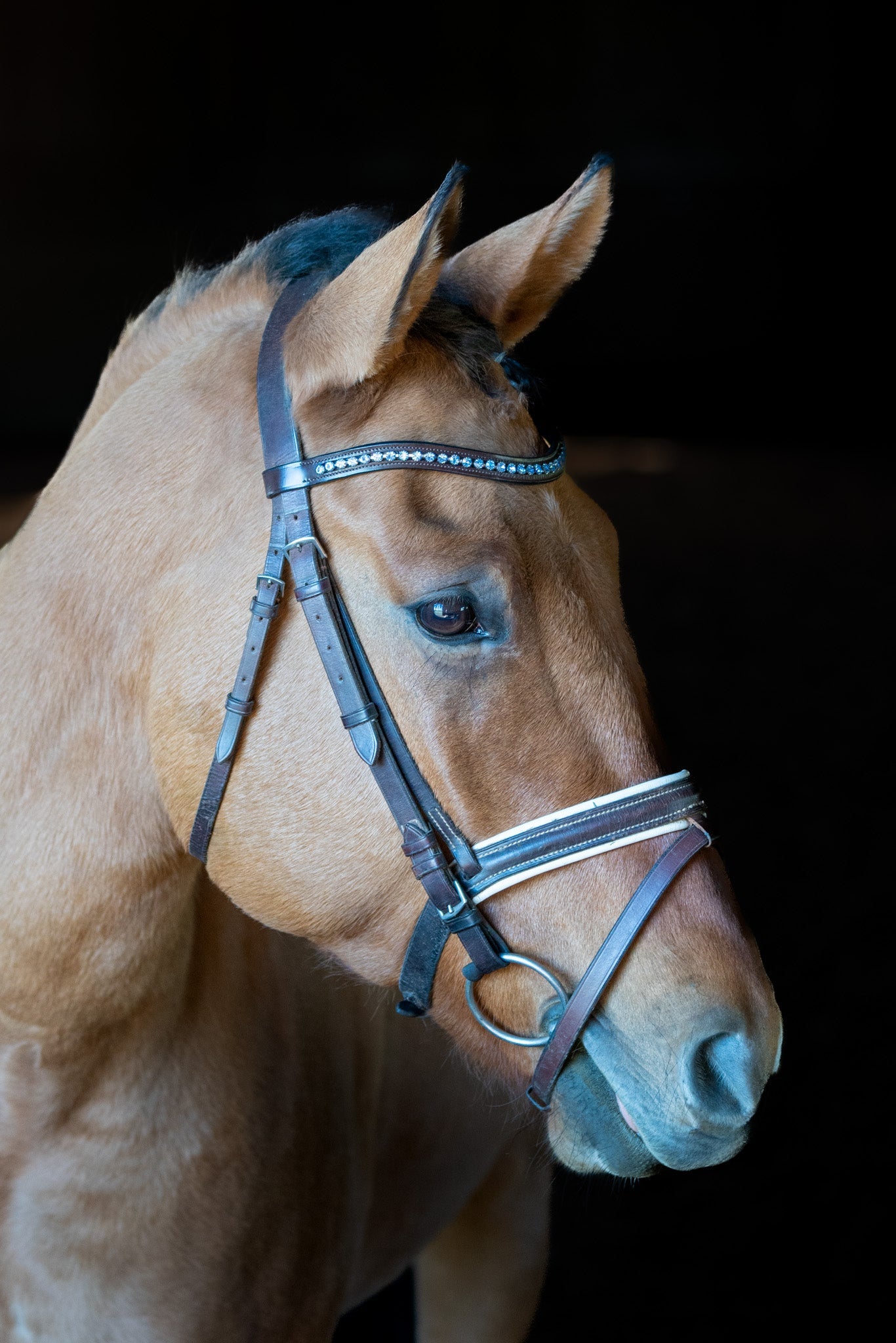 Frozen Browband