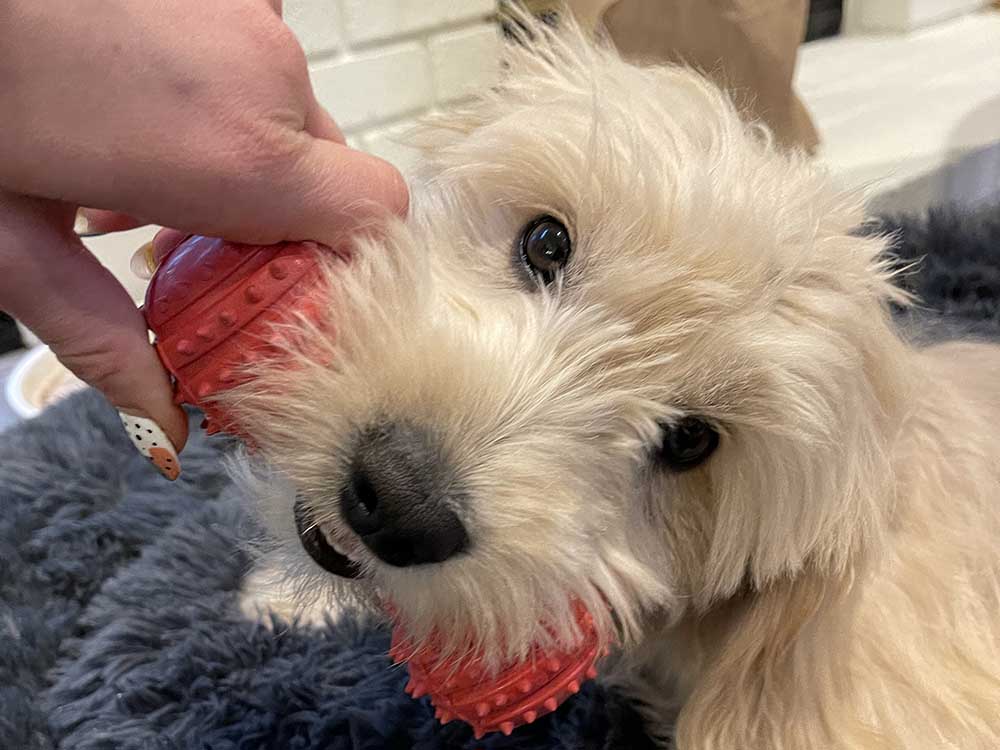 Studded Dumbbell Dog Toy