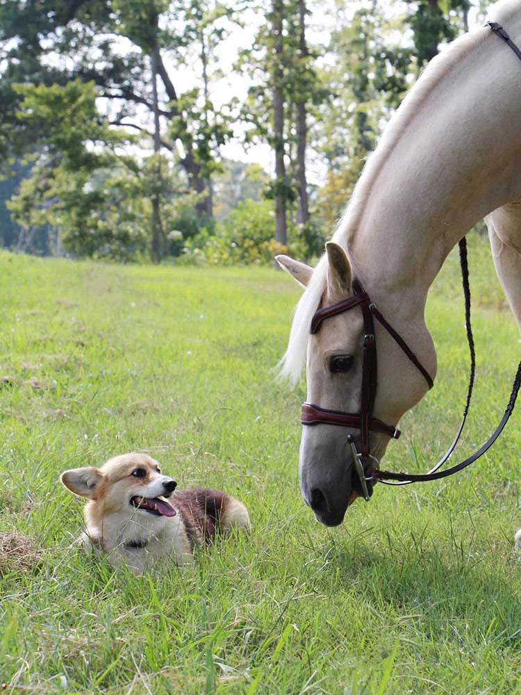 Santorini Snaffle Bridle