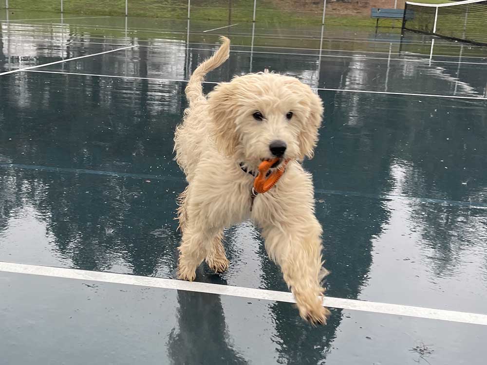Teether Dog Toy