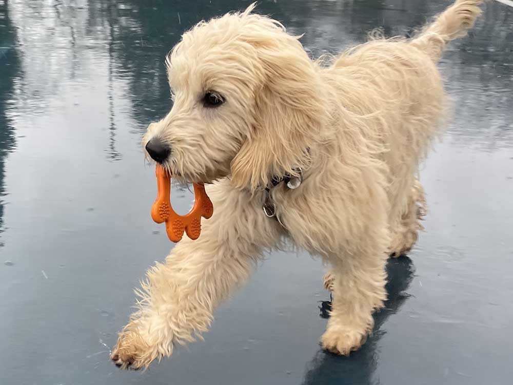 Teether Dog Toy