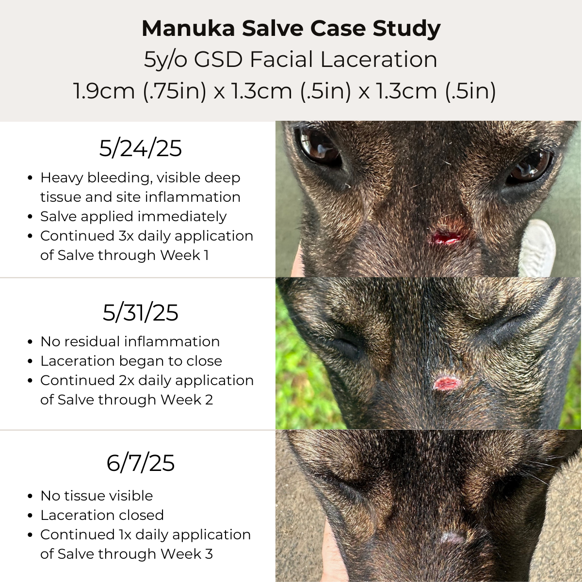 Manuka Honey Healing Salve with Herbal Infusion - For Dogs, Horses & Humans