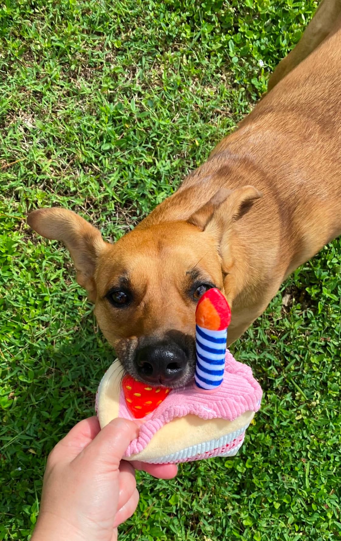 BIRTHDAY CAKE