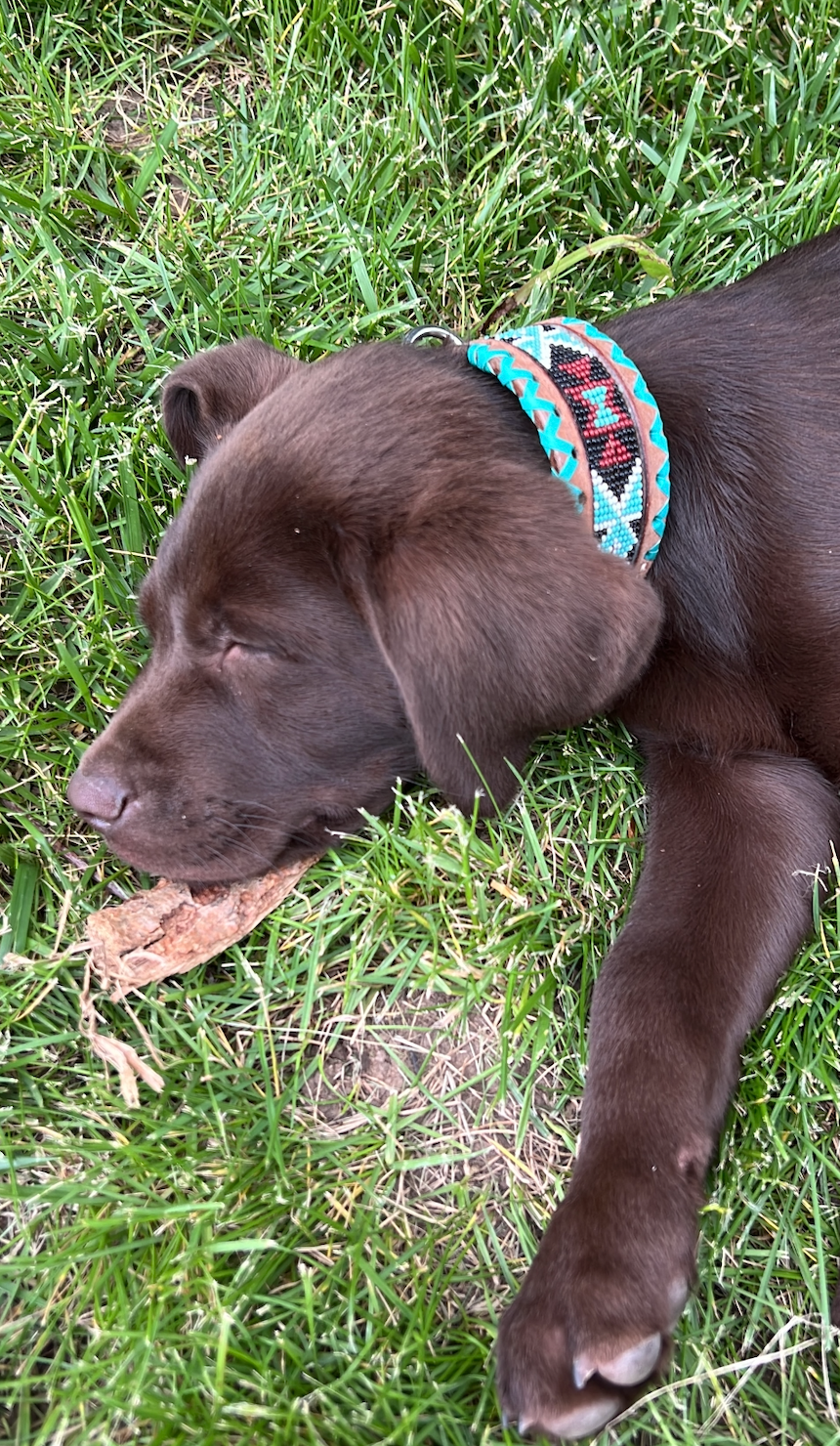Genuine leather dog collar with teal, white, and burgundy beaded inlay design, a rawhide wrapped edge