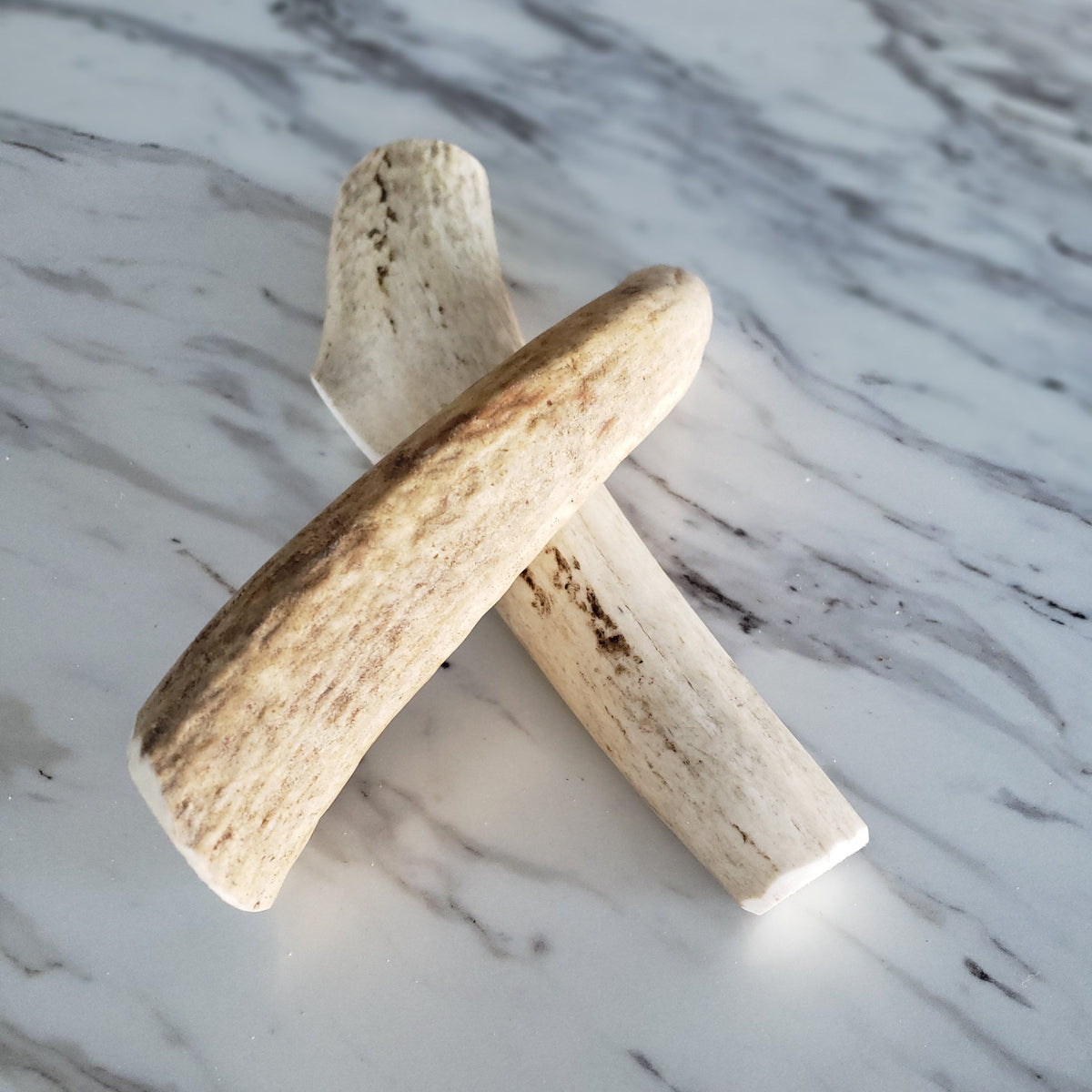 Small Whole Elk Antler for Dogs – 4.5"