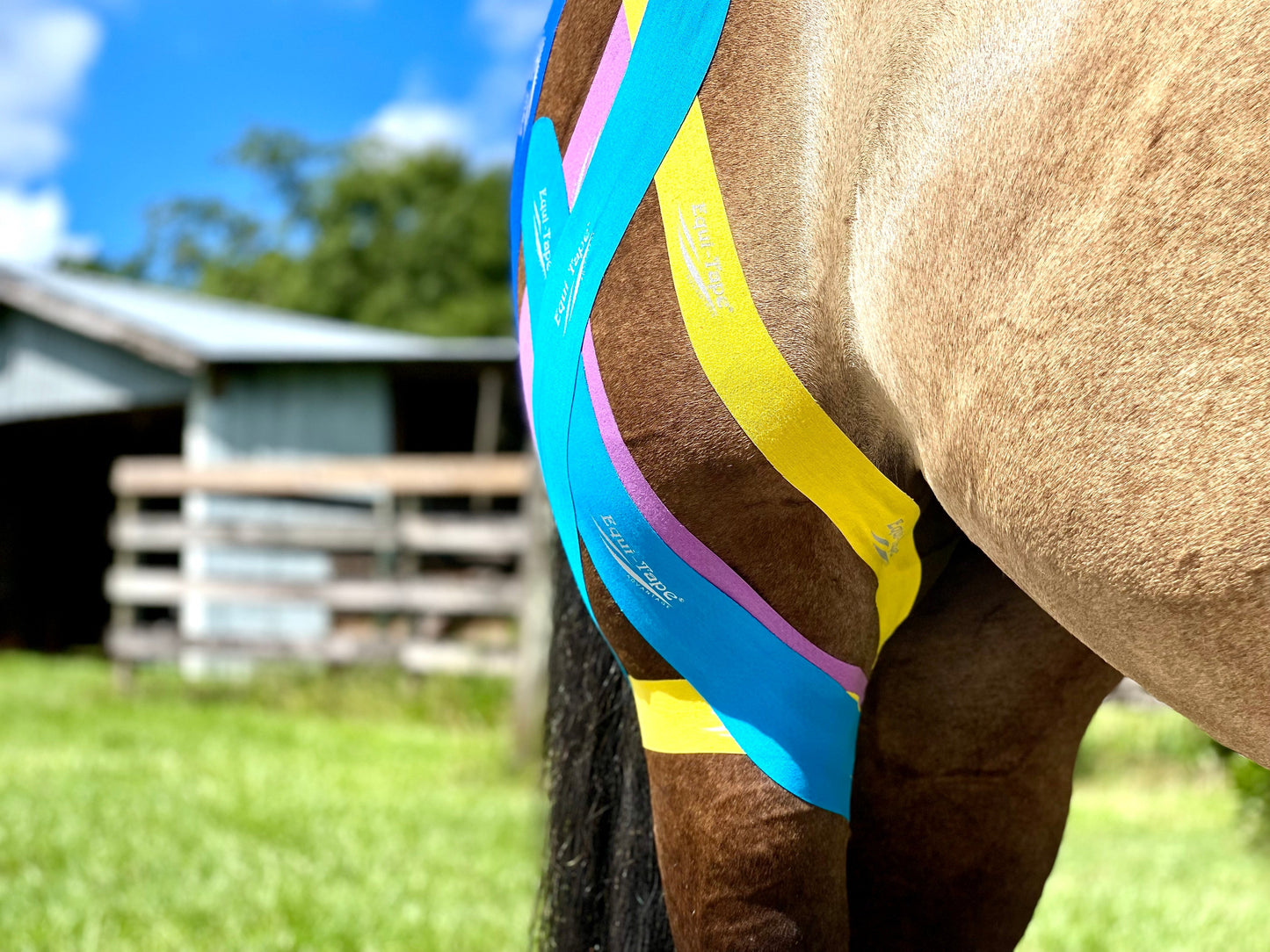 Equi-Tape® Fundamentals Course & Module Bundle
