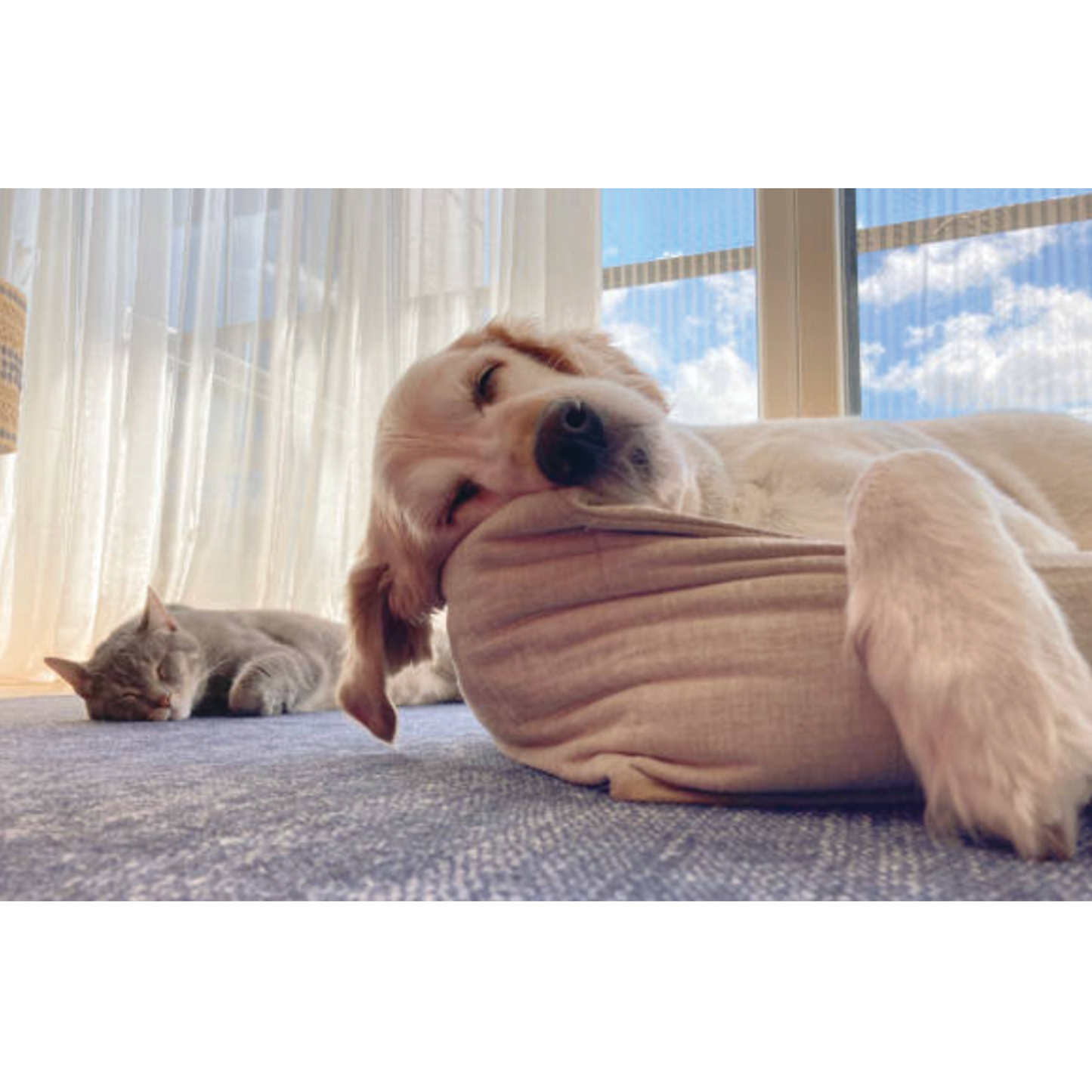 UBAVET UBACALM Calming Soft Chews for Dogs & Cats – Natural Stress & Anxiety Relief