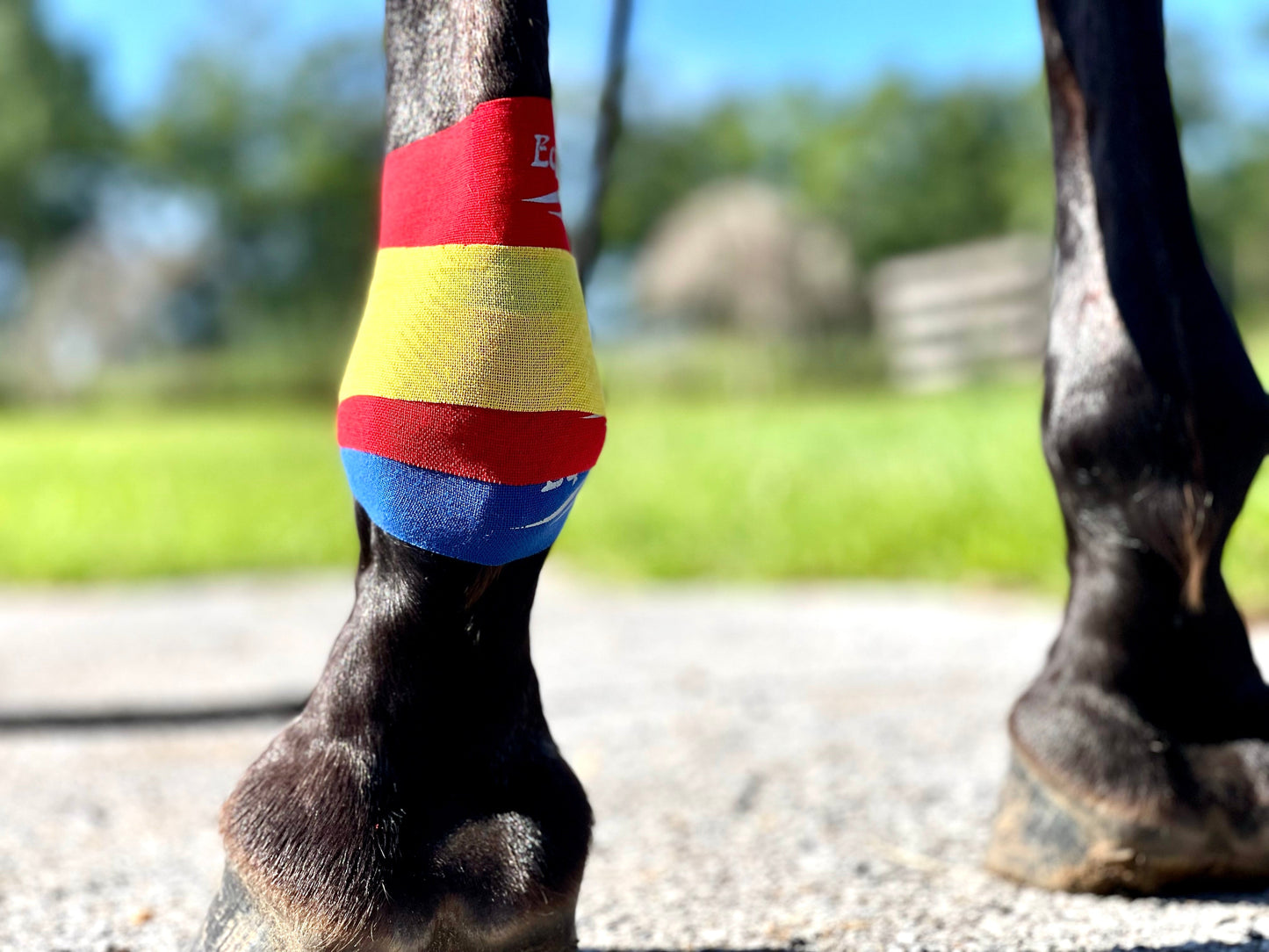 Equi-Taping® Beyond The Basics