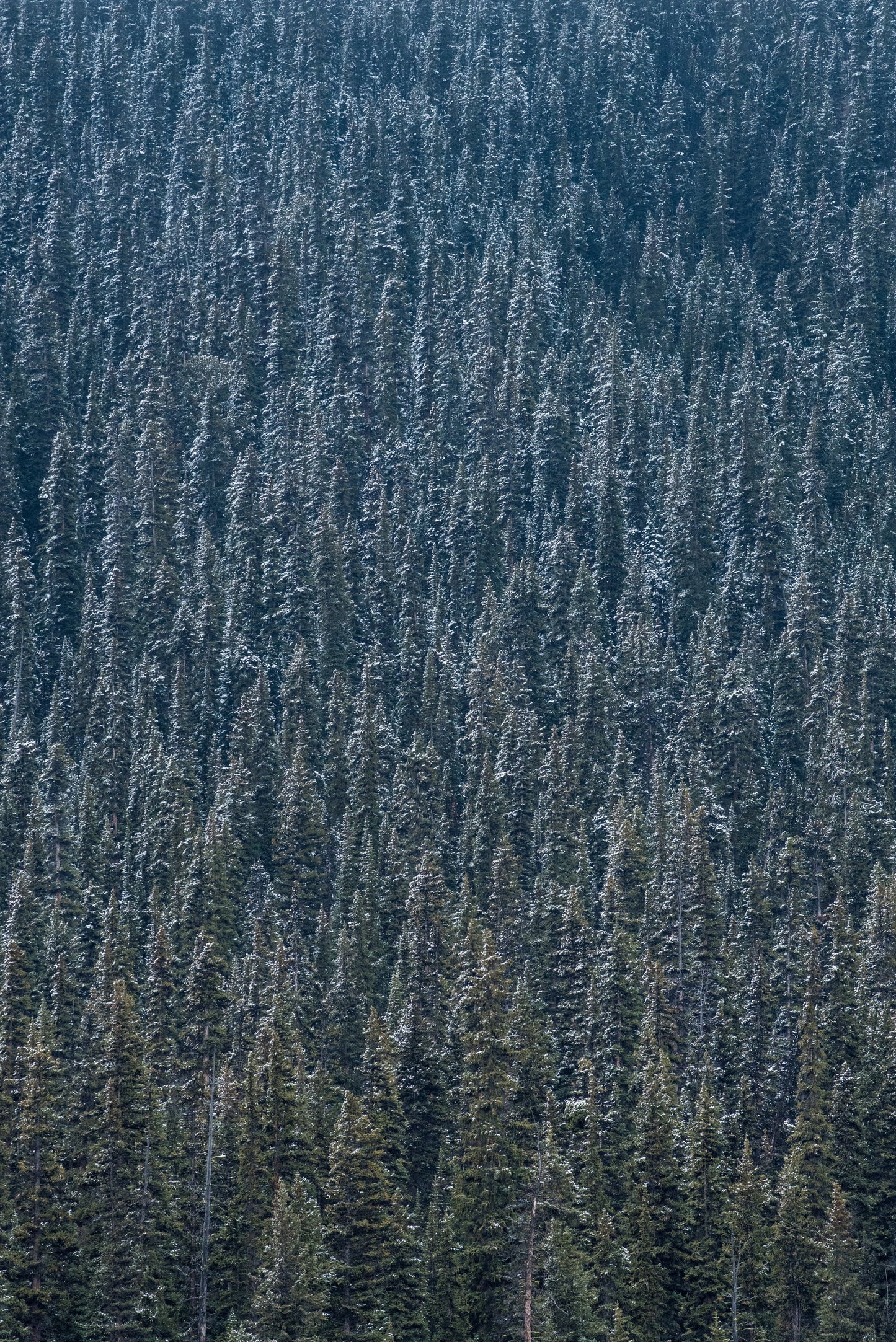Colorado Blue Spruce