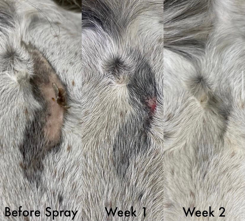 All Natural Hair Regrowth Spray - for Dogs & Horses (4oz or 8oz)