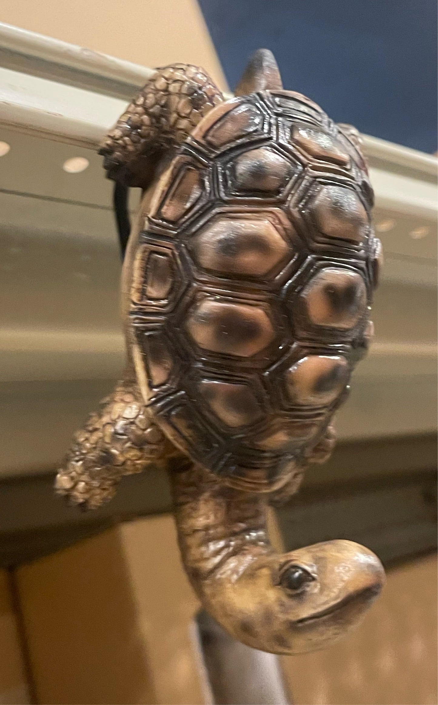 Turtle Hook