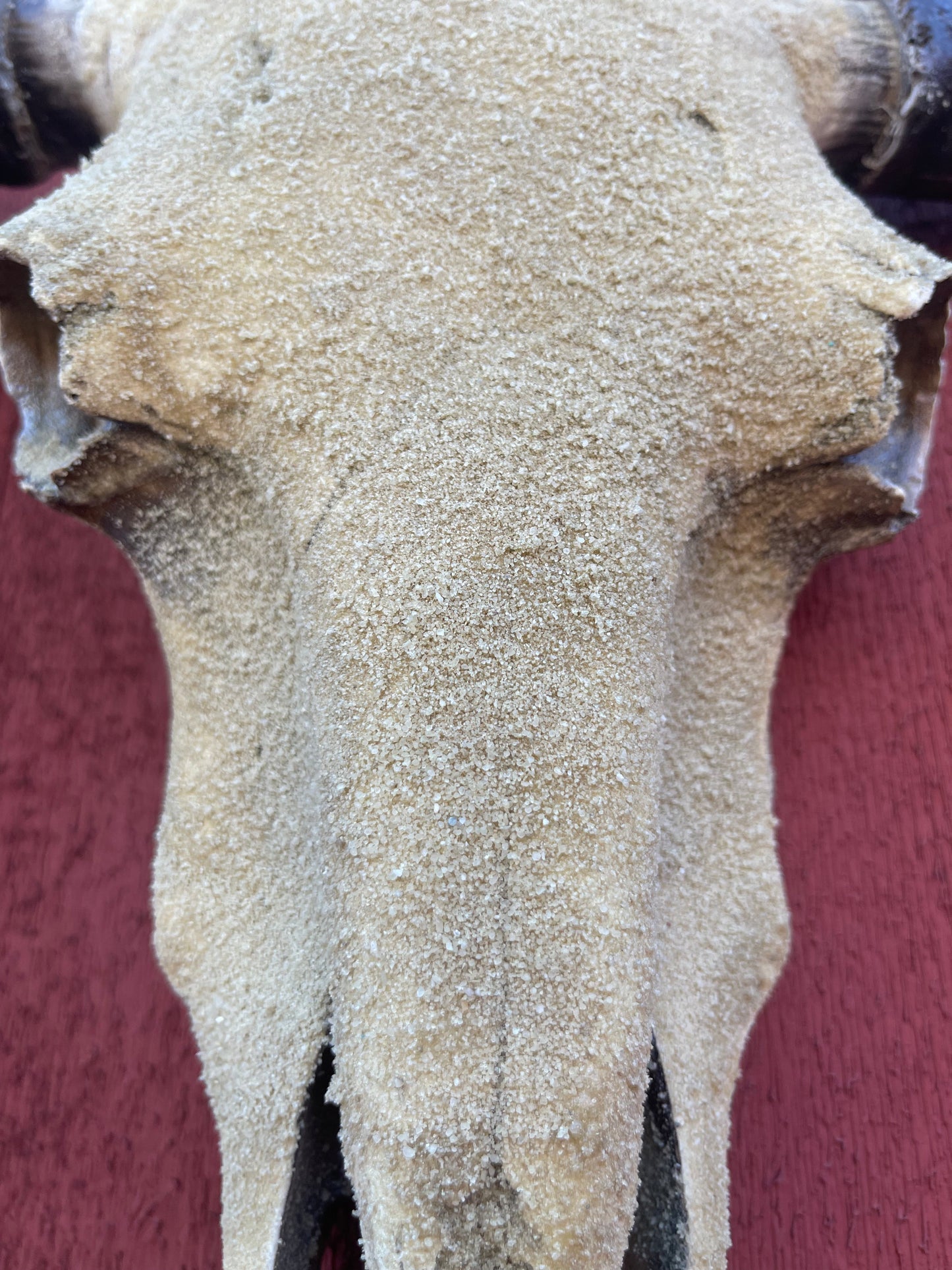 Sandy Cowskull