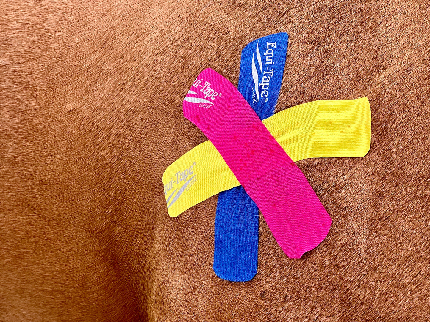 The Fundamentals of Equi-Taping® Online Course