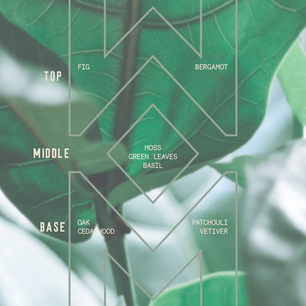 Fiddle-Leaf Fig - Signature Candle