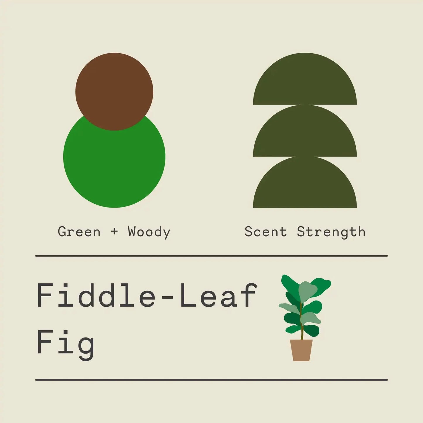 Fiddle-Leaf Fig - Signature Candle