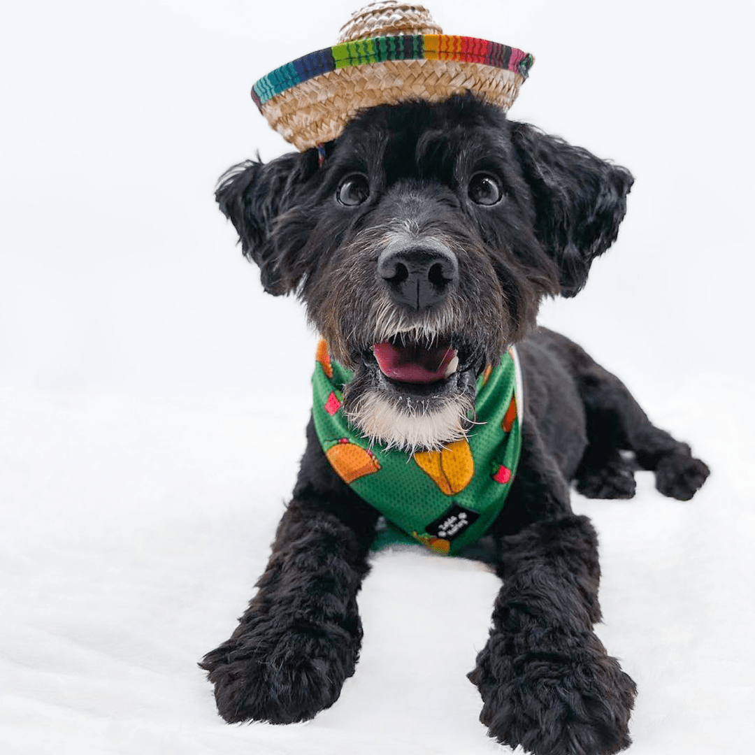 Taco Chewsday Bandana