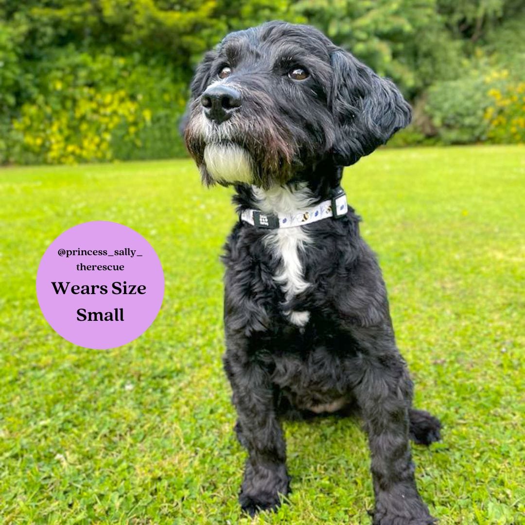 Sweet as Can Bee Collar & Free Bow Tie