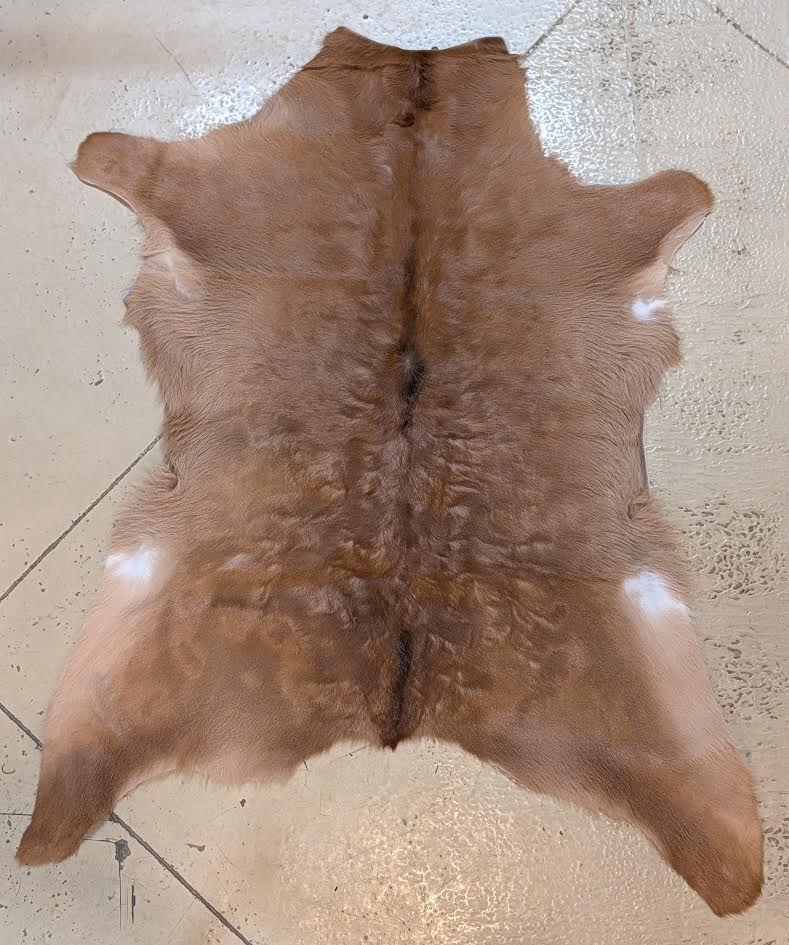 Calf Hide " Waver"