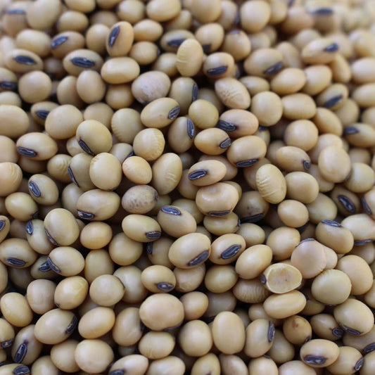 Tara Forage Soybean - 44 lb