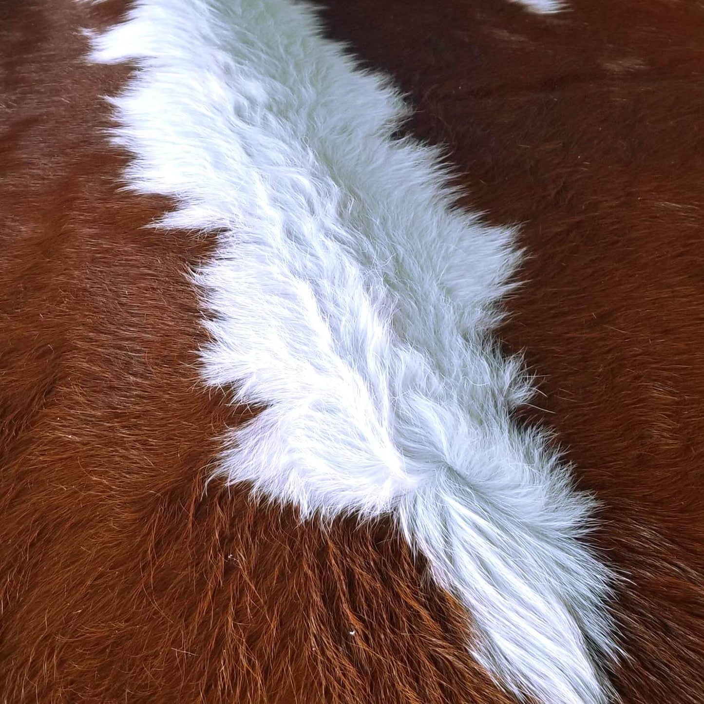 Hereford Brazilian Cowhide Rug: LARGE