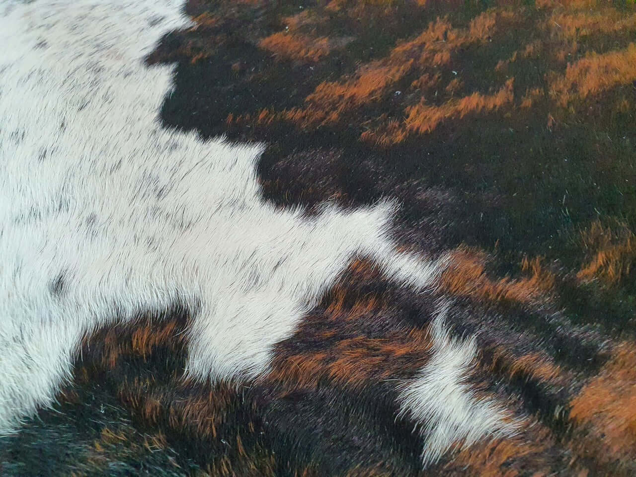 Brindle White Belly Brazilian Cowhide Rug: LARGE