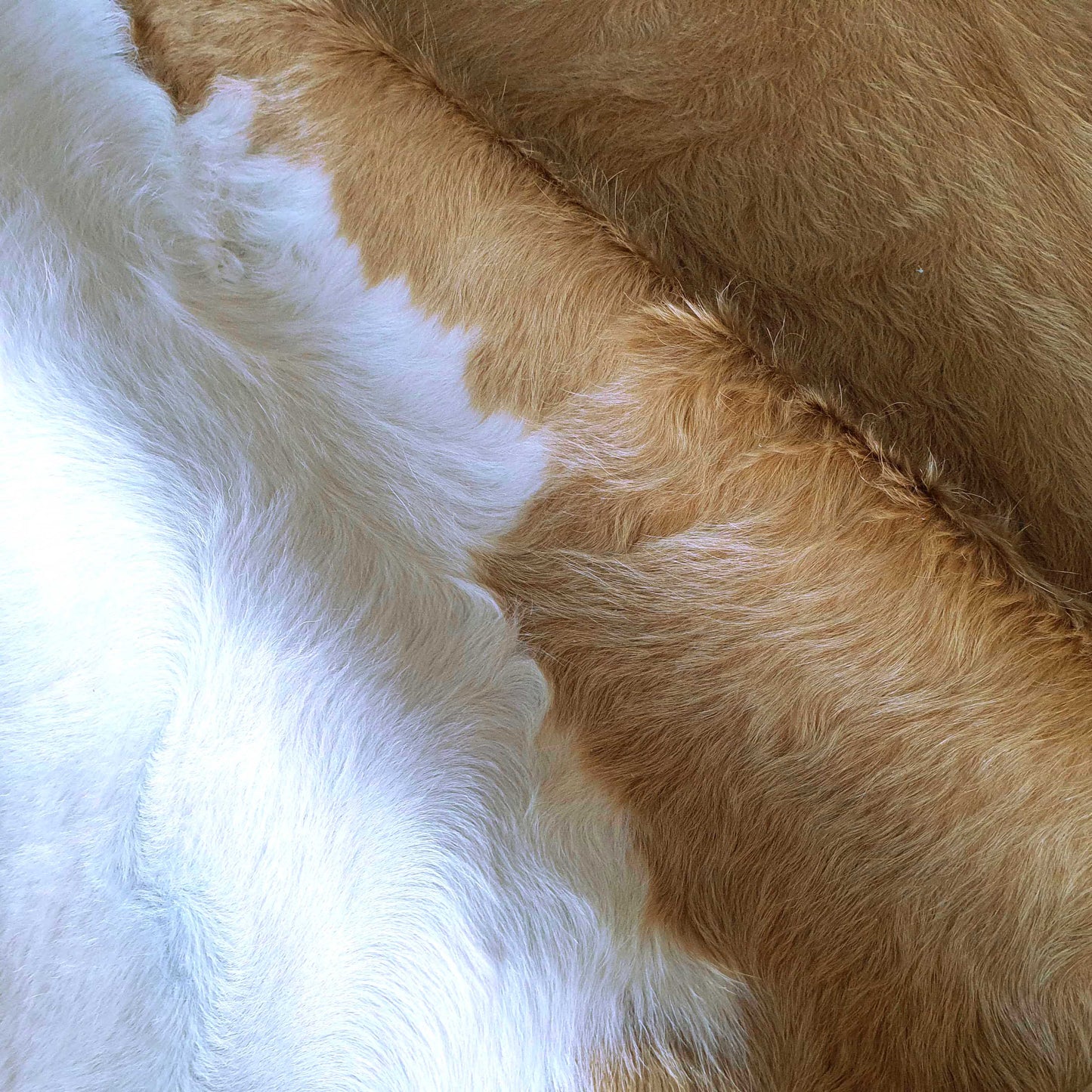 Palomino and White Brazilian Cowhide Rug: LARGE