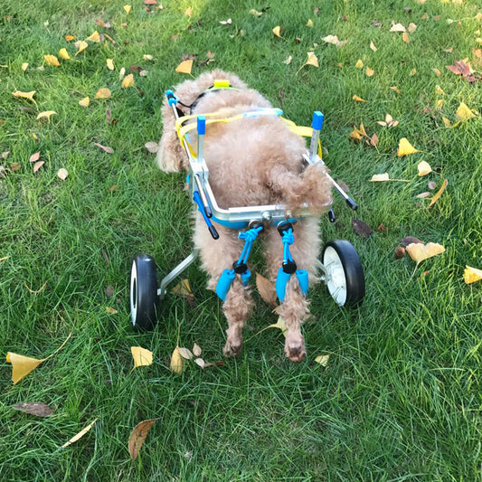 Dog Wheelchair Dog Car Disabled Dog Car Pet Wheelchair Scooter