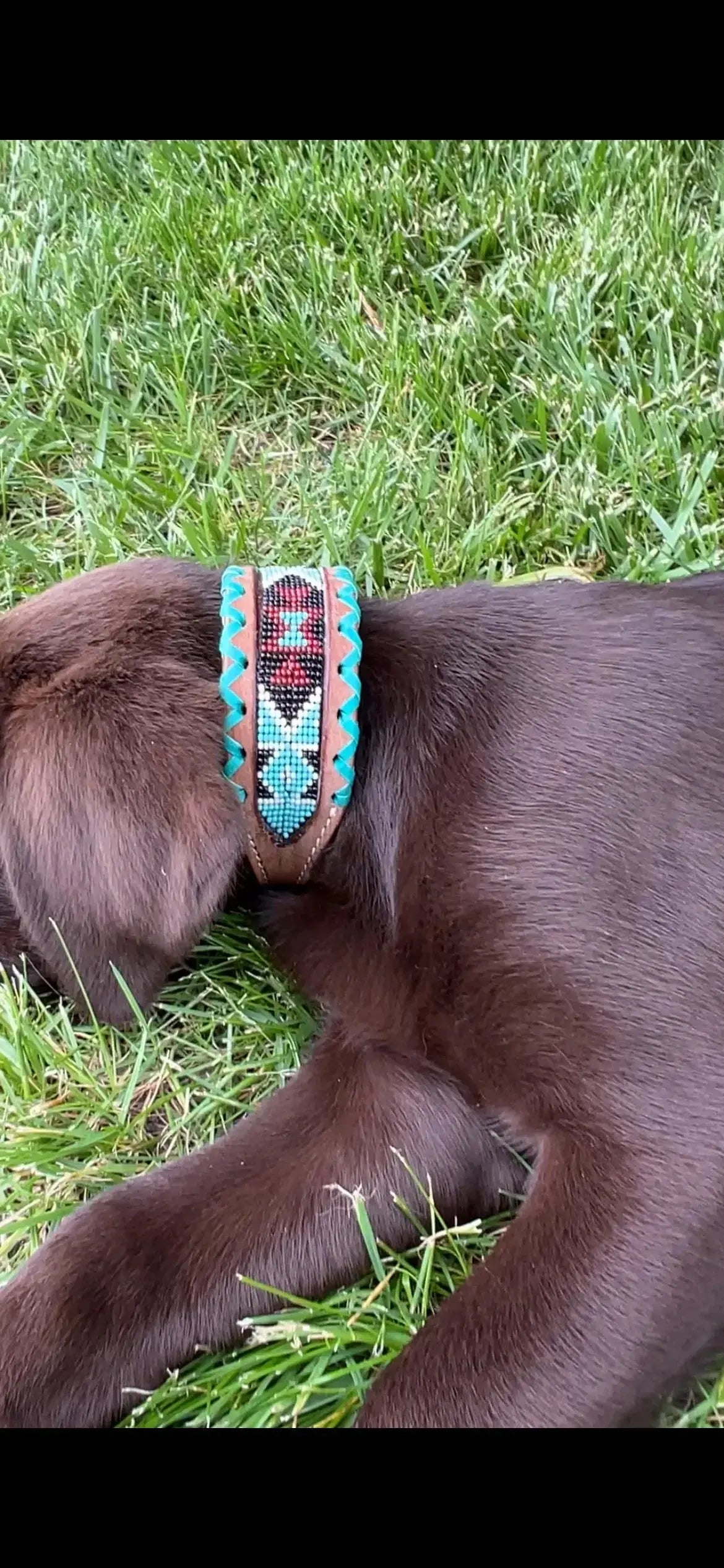 Genuine leather dog collar with teal, white, and burgundy beaded inlay design, a rawhide wrapped edge