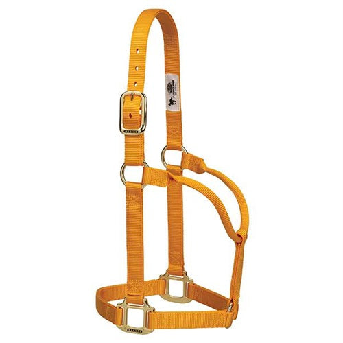 Valhoma: Halter Yearling Q Copper