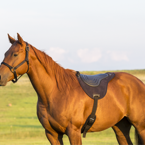 Balance Ride Bareback Pad